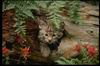 Bobcat_0005