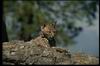 Bobcat_0006