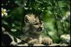 Bobcat_0010