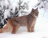 Bobcat_0014