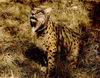 Bobcat_0016