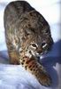 Bobcat_0021