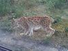 Bobcat_0025