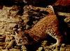 Bobcat_0028