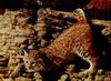 Bobcat_0029