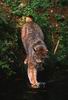 Bobcat_0030