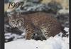 Bobcat_0035