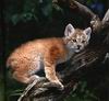 Bobcat_0036