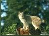 Bobcat_0039