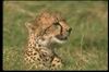 Cheetah_0005