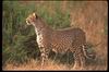 Cheetah_0010