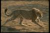 Cheetah_0026