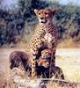 Cheetah_0223