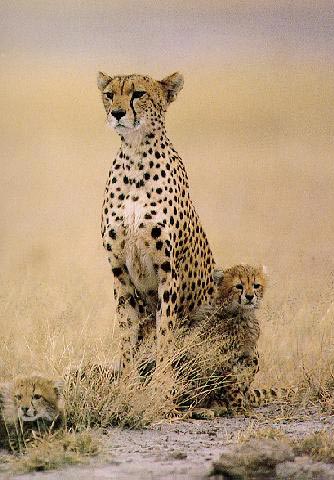 http://www.pridelands.ru/pictures/real/cheetahs/Cheetah_0236.jpg