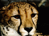 Cheetah_0329