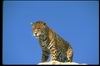 Jaguar_019