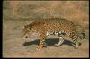 Jaguar_021