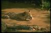 Jaguar_026