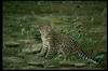 Leopards_0004