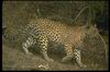 Leopards_0023