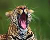 Leopards_0035