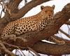 Leopards_0036