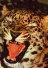 Leopards_0055