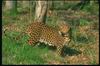 Leopards_0140