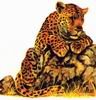 Leopards_0211