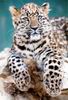 Leopards_0244