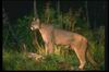 Cougar_018