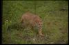 Cougar_021