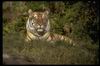 Tigers_0009