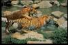 Tigers_0010