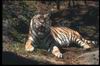 Tigers_0017