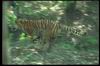 Tigers_0023