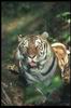 Tigers_0024