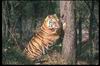 Tigers_0026