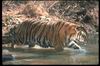 Tigers_0028