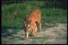 Tigers_0031