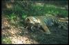 Tigers_0032