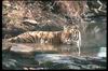 Tigers_0036