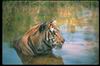 Tigers_0038