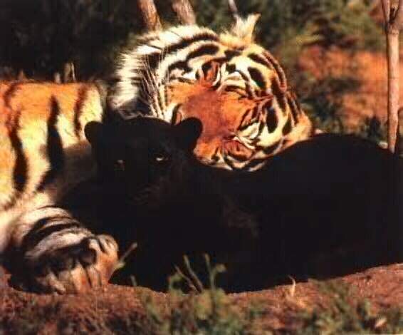 http://www.pridelands.ru/pictures/real/tigers/Tigers_0631.jpg
