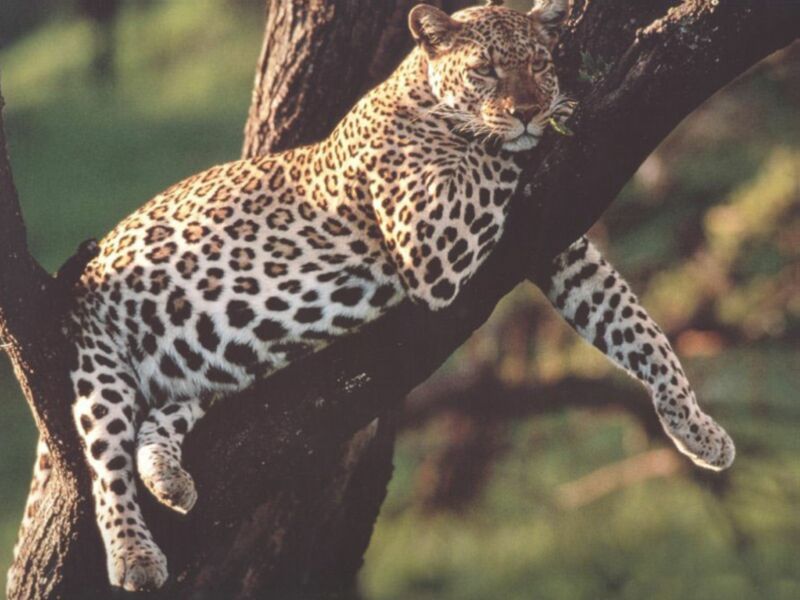 Картинка 662 из 96000